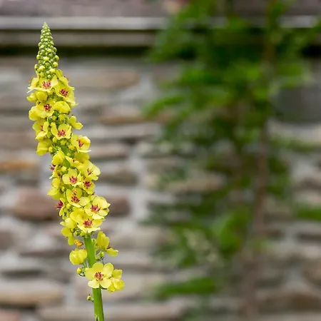 W بيت ضيافة *