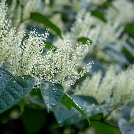 W بيت ضيافة *